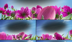 花视频,捕捉瞬间之美，感受生命律动