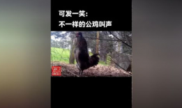 免费搞鸡视频,轻松享受娱乐时光